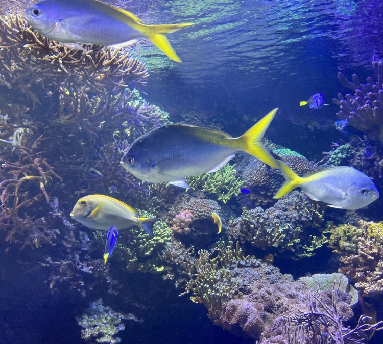 Downtown Aquarium (Houston,&nbspTX)